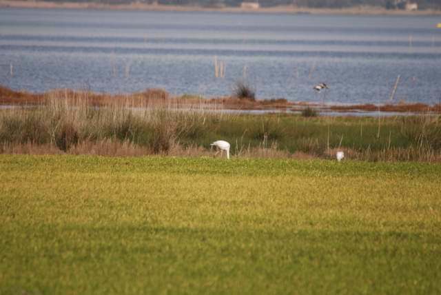 Phoenicopterus